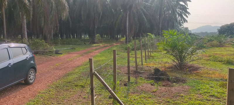 Ladang Sawit Ayer Puteh Pendang 15m