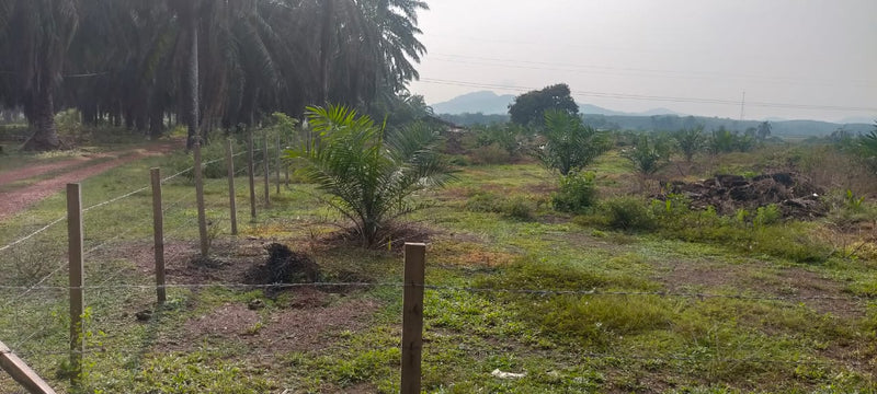 Ladang Sawit Ayer Puteh Pendang 15m