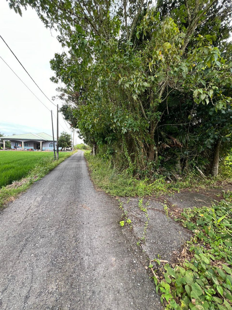 Tanah Bendang Kuala Perlis