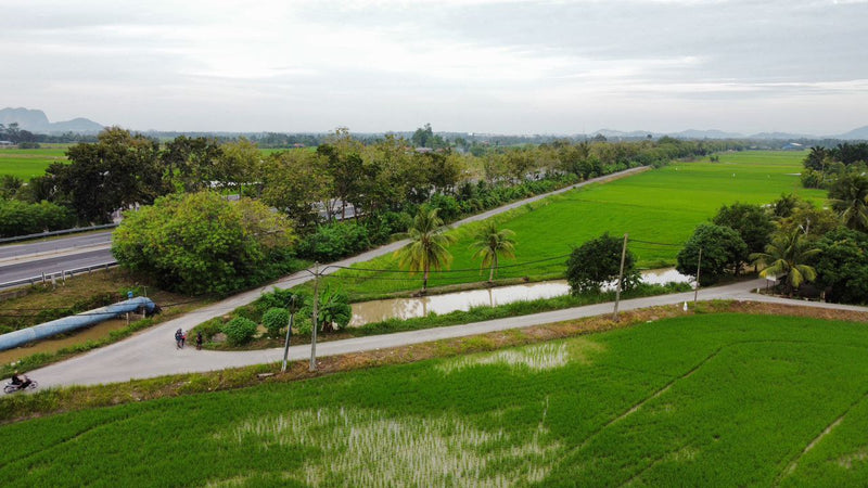 Tanah Bendang Setengah Relung Arau Perlis